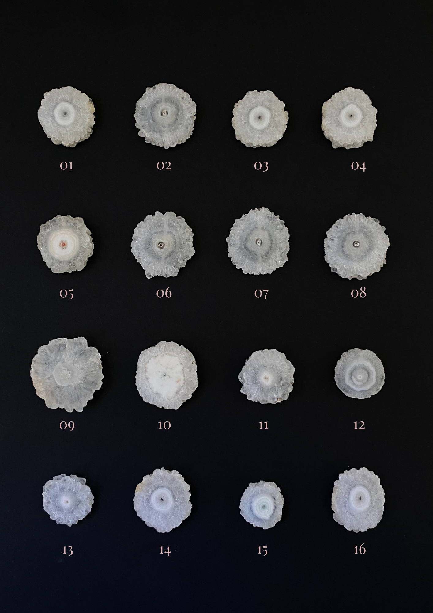Crisantemos Cuarzo solar 1-16
