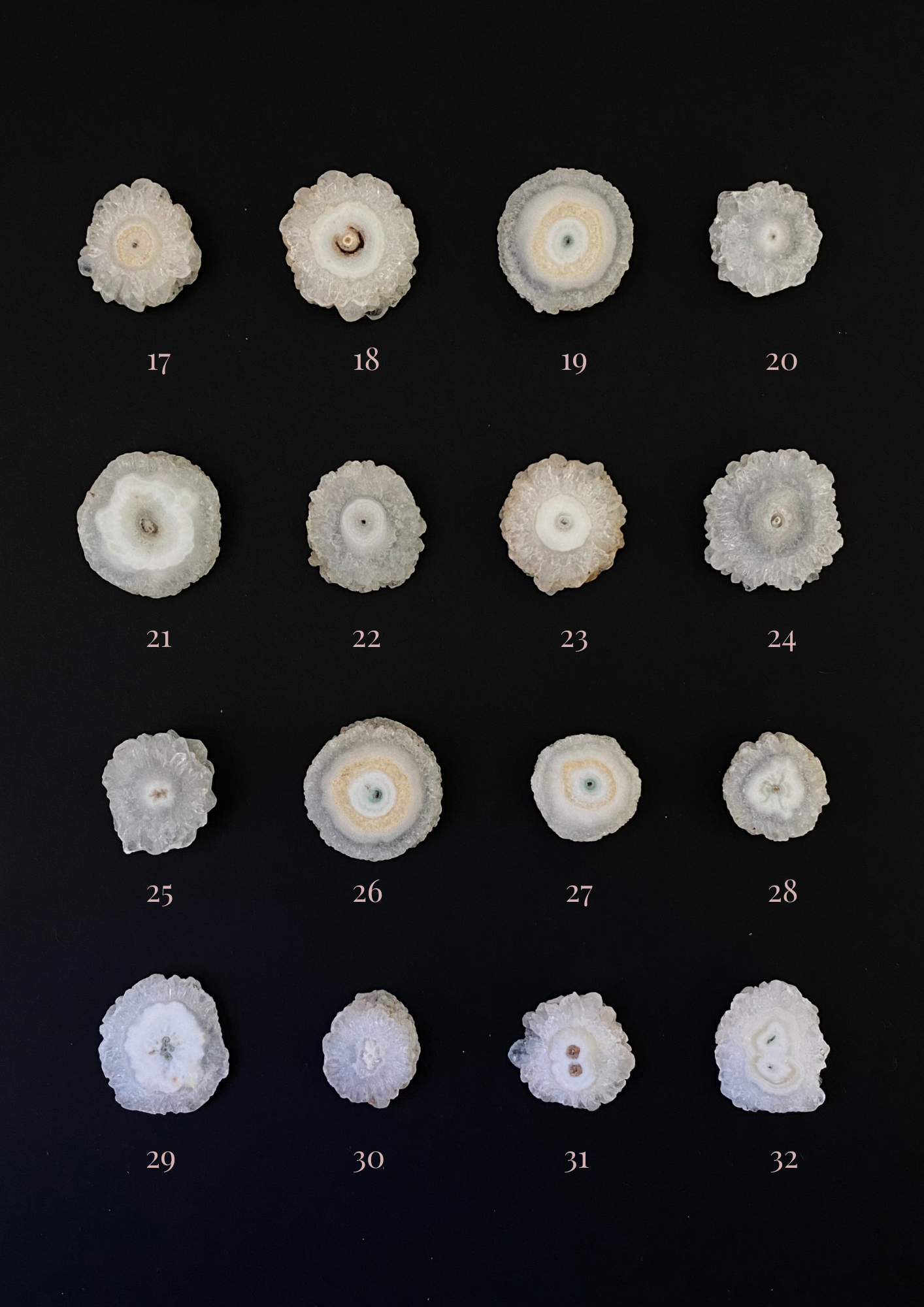 Crisantemos Cuarzo solar 17-32