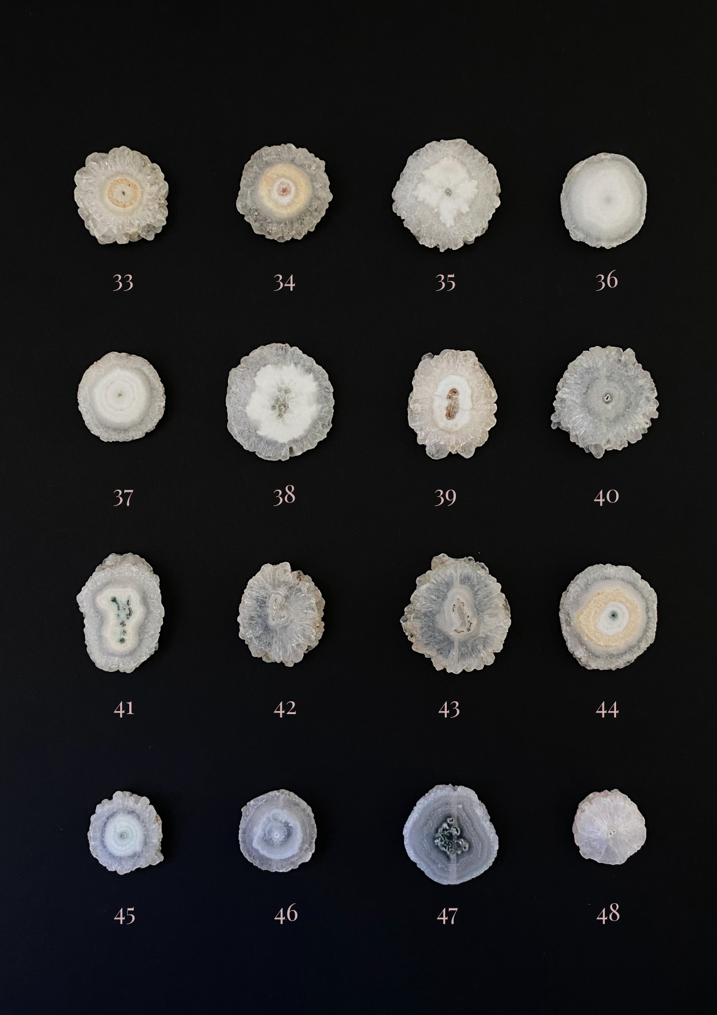 Crisantemos Cuarzo solar 33-48