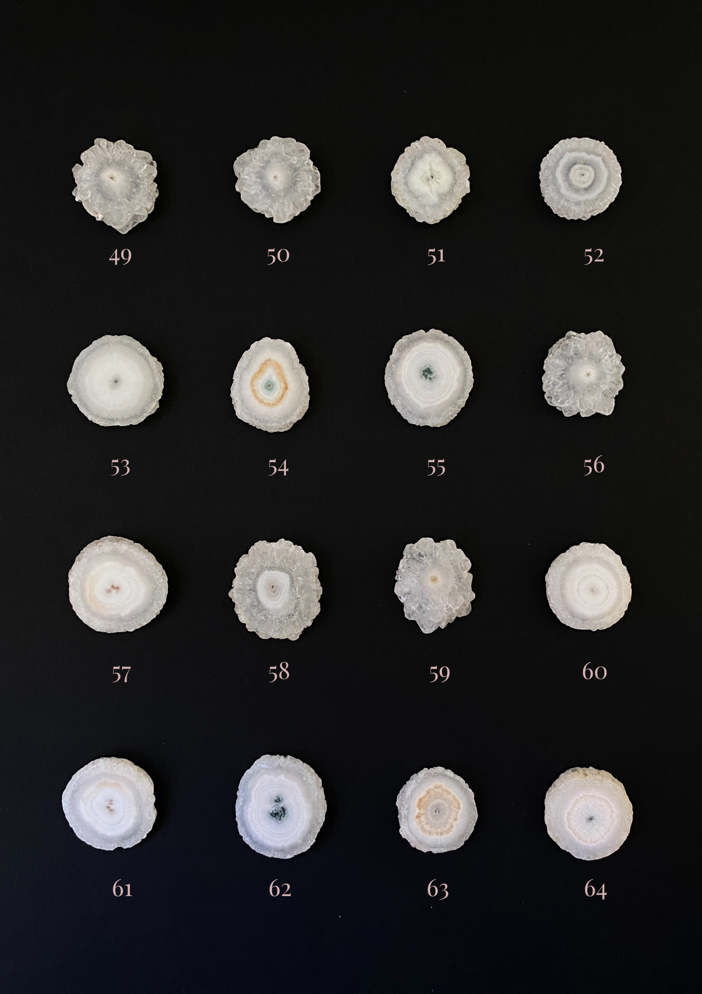 Crisantemos Cuarzo solar 49-64