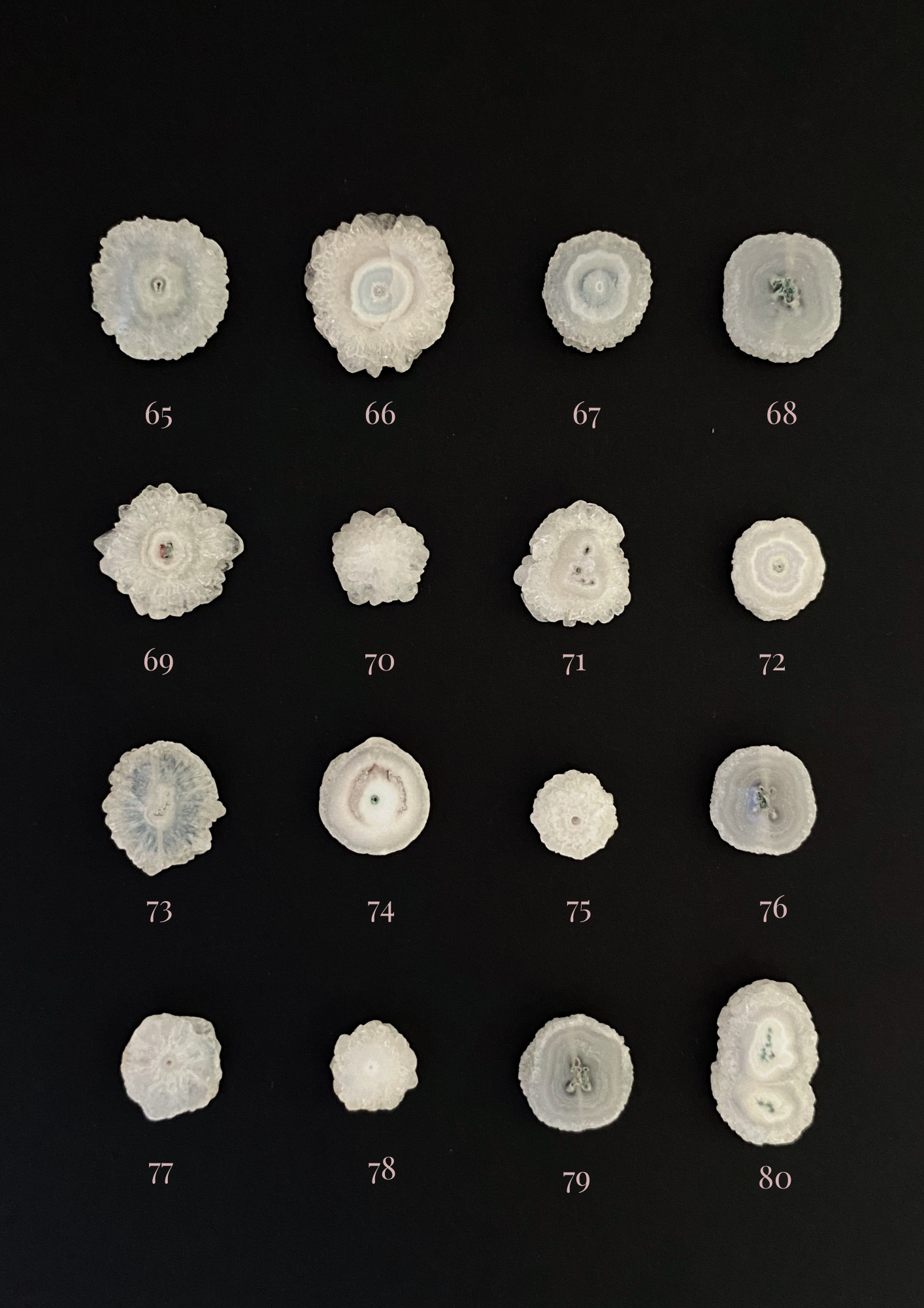 Crisantemos Cuarzo solar 65-80